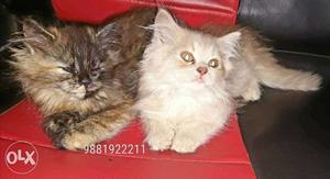 Persian doll face pair long fure two months kitten