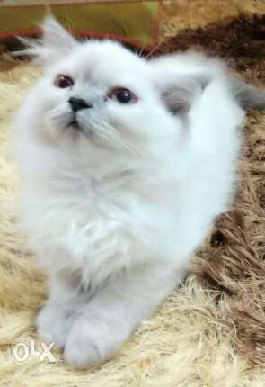 Persian doll face white and grey ears cat with blue eyes