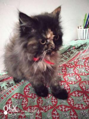Persian kitten 2 months old female with 6 kgs cat
