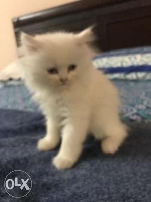 Persian kitten male 2 months old