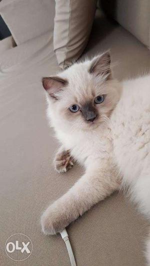Persian white Kitten