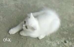 Persian white n orange kittens 90 days old