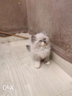 Pesian cat kitten himalayan available