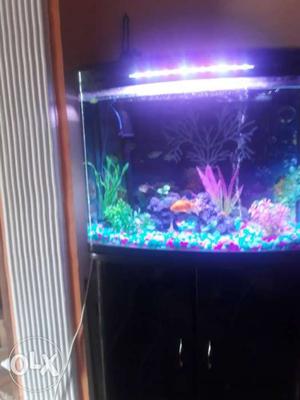 Pet Tank With Cabinet