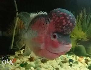Pink Flowerhorn Fish