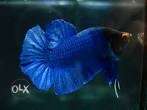 Plakat blue betta fish