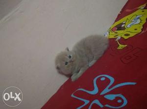 Pure Breed Persian kittens