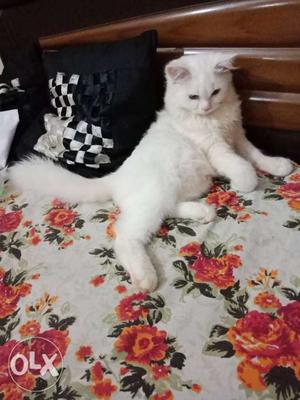 Pure white parsion cat 4 month old baby cute