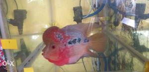 Red Dragon flowerhorn for sell