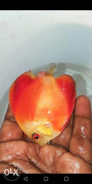 Red melon discus 3.5 inch one pair available