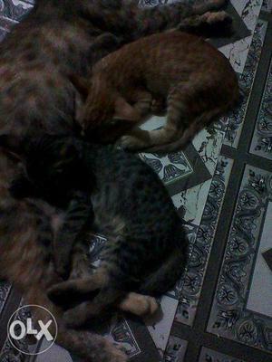 Rs500PER.BABY.male Female Cat.1month Old