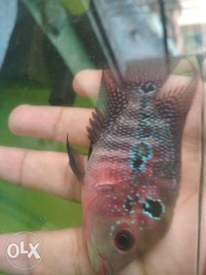 SUPER RED DRAGON (SRD) flowerhorn fish fry