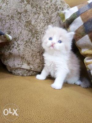 Sami punch face blue eyes white Persian kitten