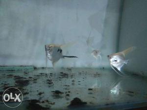 Scar angel breeding pair for sell only 250 rs