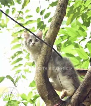 Short-coated White And Gray Cat