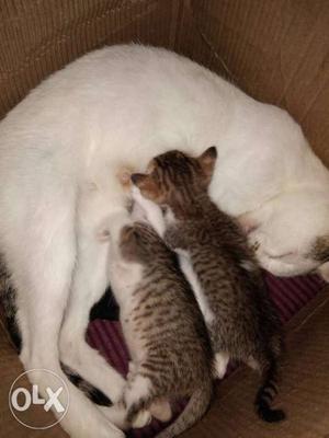 Short-fur White Cat With Two Gray Tabby Kittens