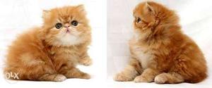 Short-haired Tan And White persian Kitten