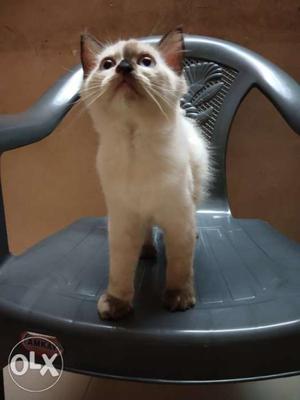 Short-haired Tan Kitten