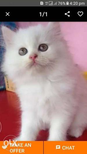 Short-haired White Kitten Screenshot