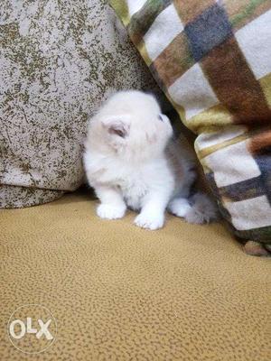 So cute Persian Sian kitten for sale cash on