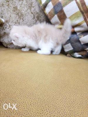 So so so so cute blue eyes white Persian kitten