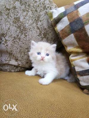 So so so so cute blue eyes white Persian kitten