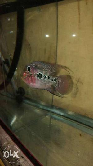 Srd flower horn fish. male.
