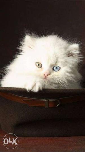 Superb quality full white colour pershion kitten