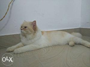 White And gold colour male cat 1.5 years old