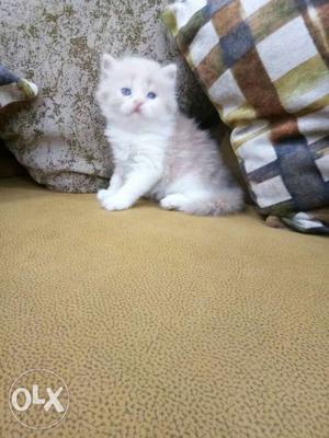 White Kitten On Yellow Textile
