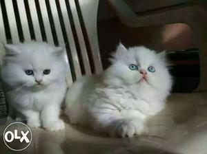 White Kittens available in Navi Mumbai.