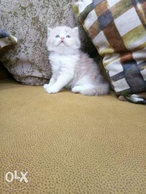 White Persian Kitten On Leather Couch