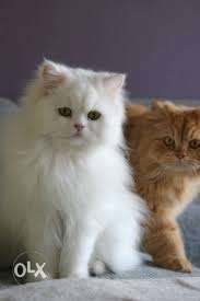 White color pure Persian kitten available for sale