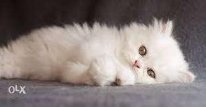 White colour big eyes pure Persian kitten only 45