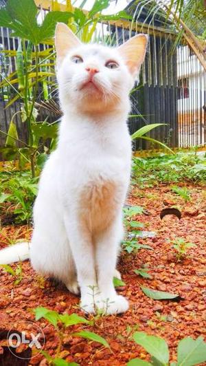 White fur puff cat for sale
