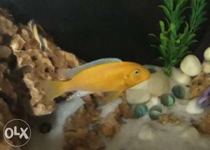 Yellow cichlid fishes breeding pair
