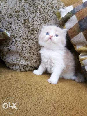 % best quality long fure white Persian kitten