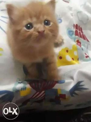 1 month old Male persian kitten