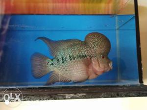 12 inches big flowerhorn fish for sale in cheap