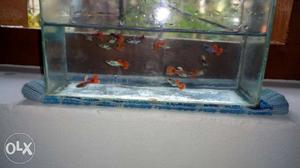 12 piece male platinum red guppies available