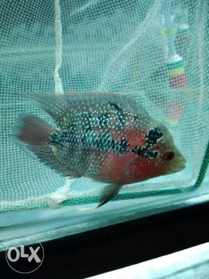 2.5" super red dragon Flowerhorn fish