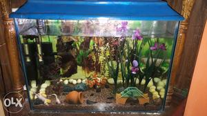 2 feet aquarium available with plant, filter at