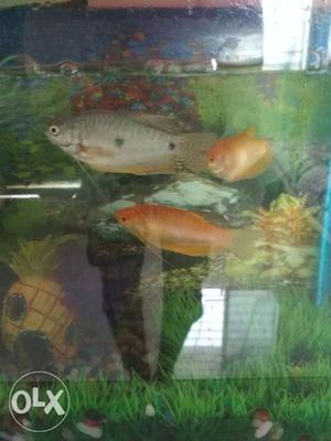 2 fish only for 80 rupees buy now