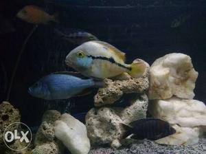 2 pieces Nicaragua Cichlid size 4.5" & 5" up for