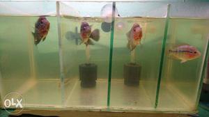 3inch baby flowerhorn fish 3 male and 1femail available