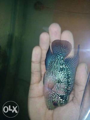 4.5 inches flowerhorn fish. imported red dragon