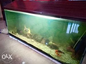 4 Feet Fish Tank with Complete accessories