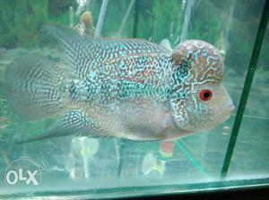 5" red dragon megma Flowerhorn fish male with head
