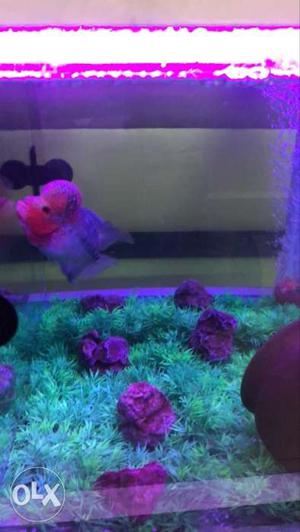 6inch flowerhorn SRD