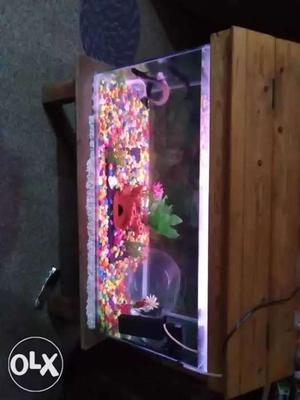 Aquarium and sotans and 5 fishes